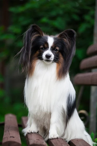 Cão Muito Bonito Papillon Raça — Fotografia de Stock