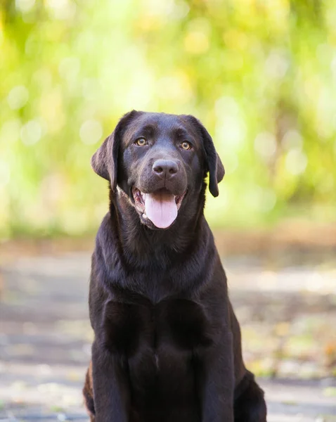 Parkta Çikolatalı Labrador Retriever Portresi — Stok fotoğraf