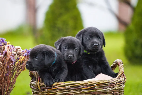 Labrador Retriever Szczeniak Dynia — Zdjęcie stockowe