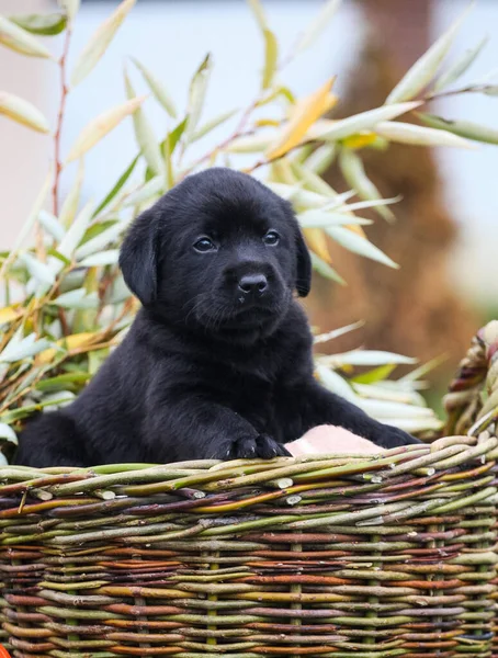 Labrador Retriever Szczeniak Dynia — Zdjęcie stockowe