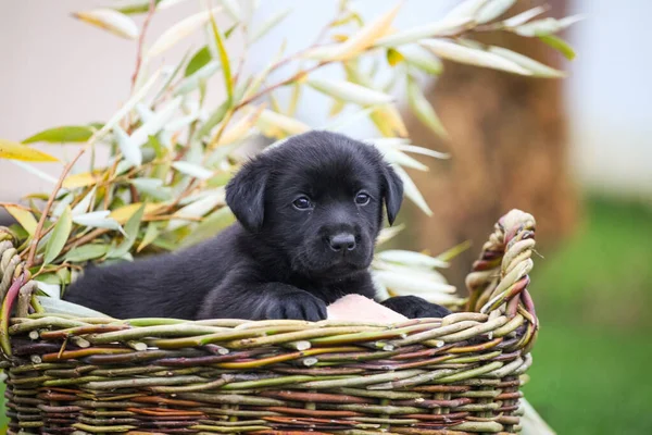 Labrador Retriever Cachorro Calabaza — Foto de Stock