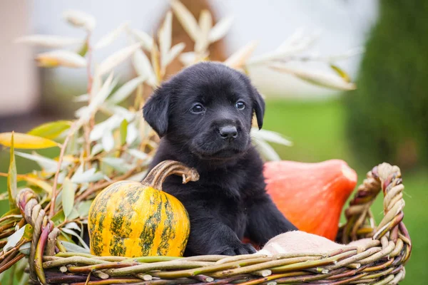 Labrador av köpeği ve balkabağı.