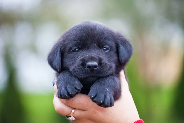 Labrador Retriever Welpe Und Kürbis — Stockfoto