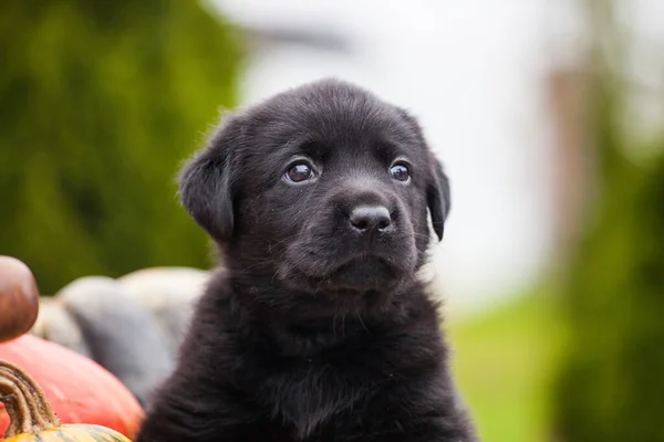 Labrador Retriever Szczeniak Dynia — Zdjęcie stockowe