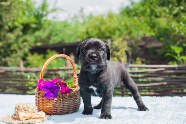 Pequeño Cachorro Caña Corso Con Flores — Foto de Stock