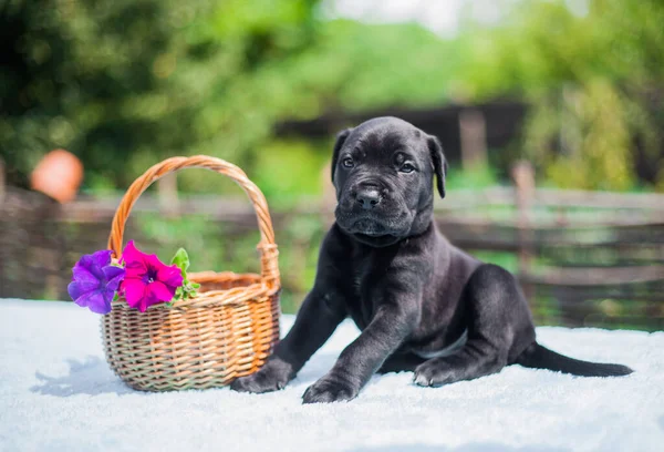 Pequeño Cachorro Caña Corso Con Flores — Foto de Stock