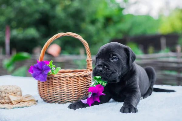 Pequeno Filhote Cachorro Corso Cana Com Flores — Fotografia de Stock