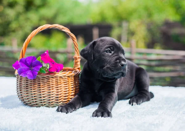 Pequeño Cachorro Caña Corso Con Flores — Foto de Stock