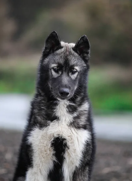 허스키 강아지는 늑대처럼 생겼다 — 스톡 사진