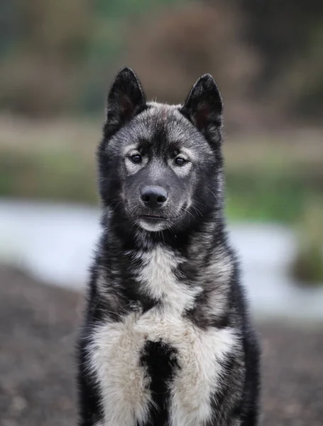 Filhote Cachorro Husky Cinza Parece Lobo — Fotografia de Stock