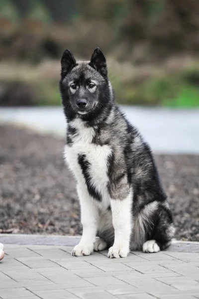 Gray Husky Puppy Looks Wolf — Stock Photo, Image