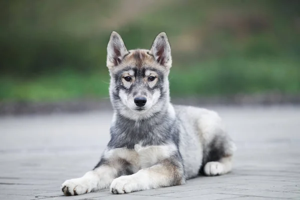 Filhote Cachorro Husky Cinza Parece Lobo — Fotografia de Stock