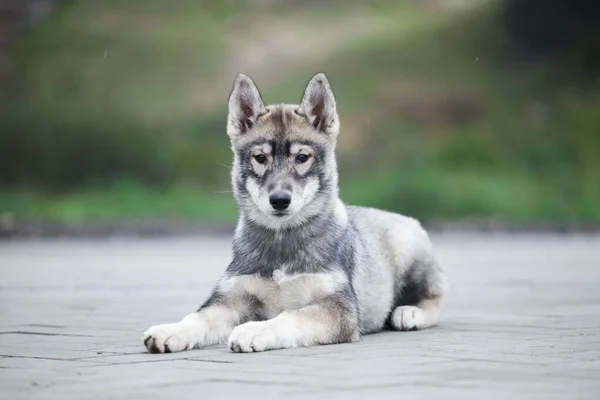 灰色的哈士奇小狗看起来像狼 — 图库照片