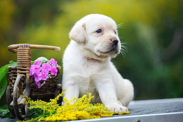 Tatlı Küçük Labrador Köpeği Yavrusu — Stok fotoğraf