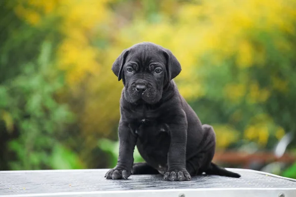 Pequenos Cachorrinhos Cana Italiana Corso — Fotografia de Stock