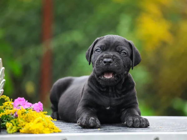 Pequenos Cachorrinhos Cana Italiana Corso — Fotografia de Stock