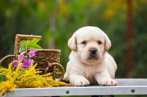 Tatlı küçük labrador av köpeği yavrusu.