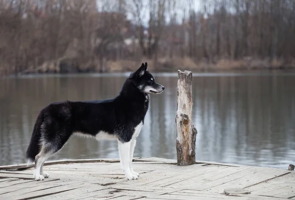 Husky Siberiano Sembra Lupo Lago — Foto Stock