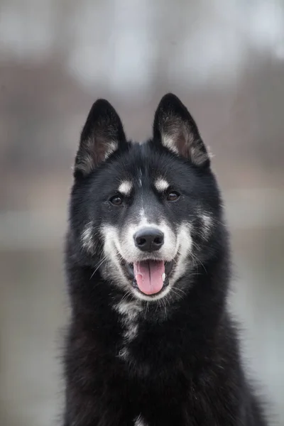 Husky Siberiano Parece Lobo Num Lago — Fotografia de Stock