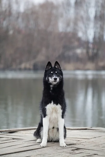 시베리안 허스키는 호수에 늑대처럼 보인다 — 스톡 사진