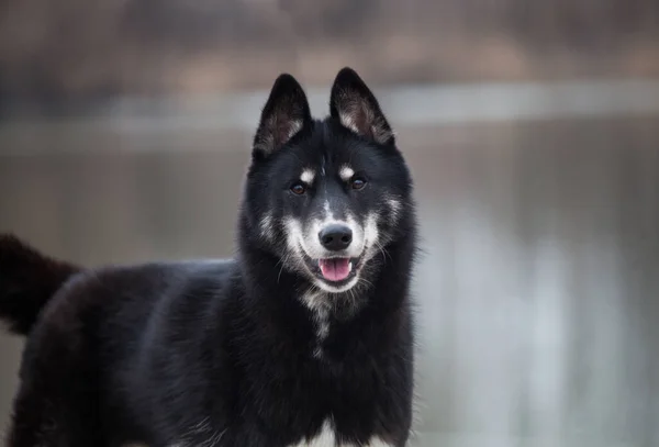 Siberische Husky Ziet Eruit Als Een Wolf Een Meer — Stockfoto