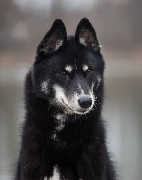 Husky Siberiano Parece Lobo Lago — Foto de Stock
