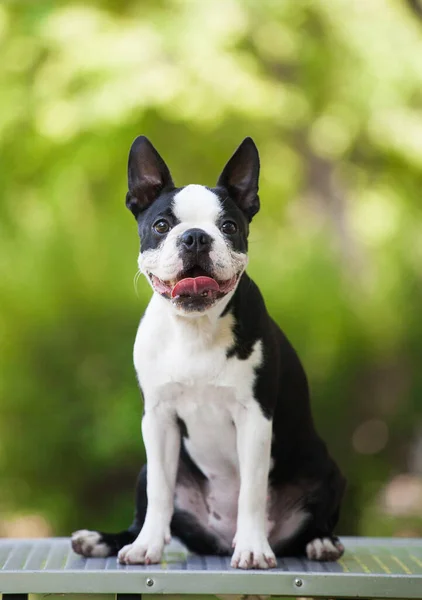 Parkta Boston Teriyeri portresi