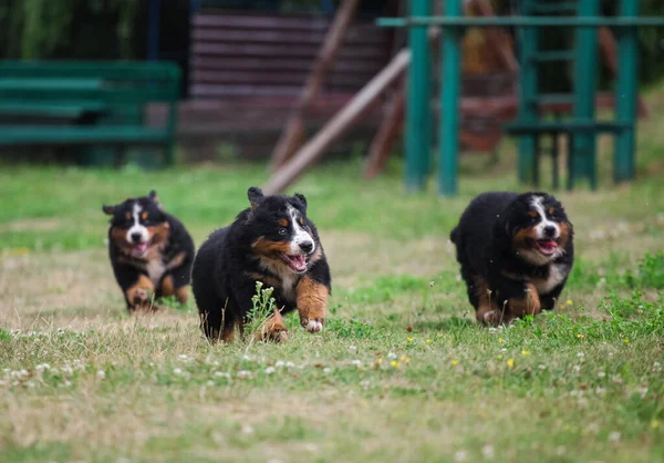 Birçok Bernese Dağ Köpeği yavrusu yürüyor.