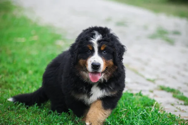 Bernese Dağ Köpeği Yürüyor — Stok fotoğraf