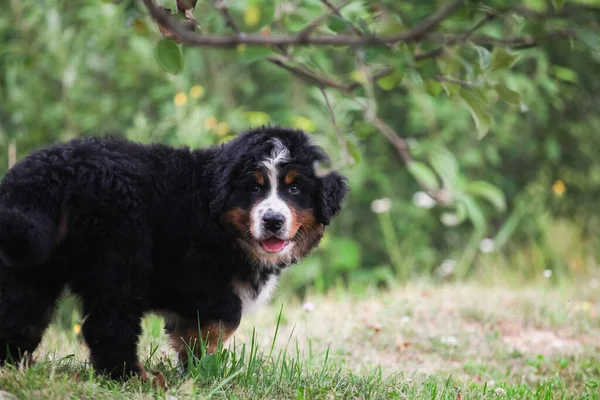 Bernese Perro Montaña Cachorro Caminando — Foto de Stock