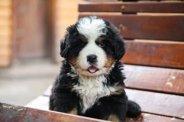 Bernese Dağ Köpeği Yürüyor — Stok fotoğraf