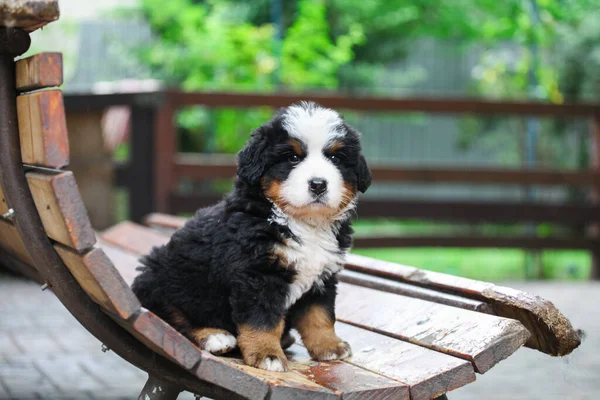 Bernese Mountain Dog Kiskutya Séta — Stock Fotó