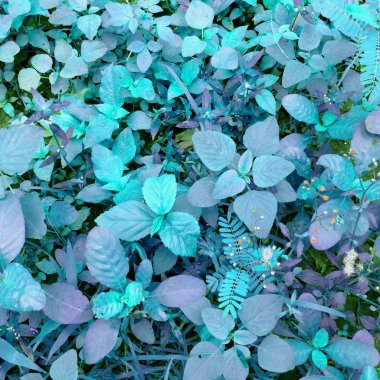 Orman arka planda zeminde mavi bitki