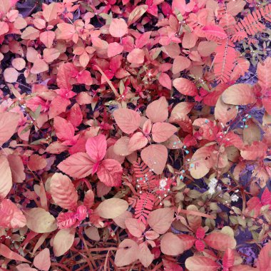 Orman arka planda zeminde mavi bitki