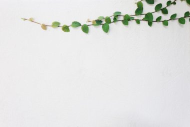 Düğmeleri Meksika daisy bitki duvar ve uzay arka plan üzerinde kat