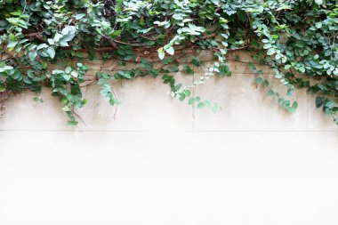 Düğmeleri Meksika daisy bitki duvar ve uzay arka plan üzerinde kat