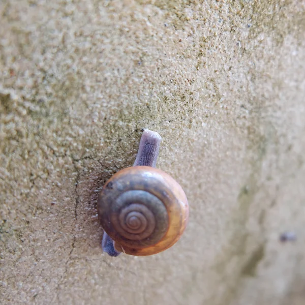 Par de caracol na parede velha — Fotografia de Stock