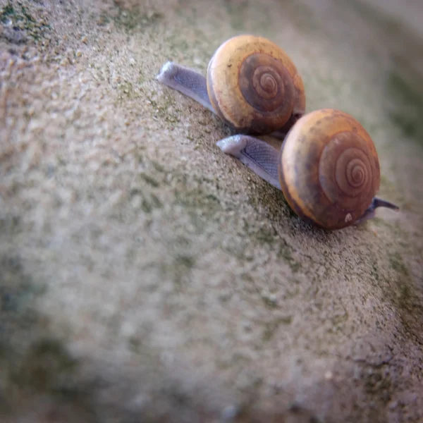 Couple of Snail in the old wall — Stock Photo, Image