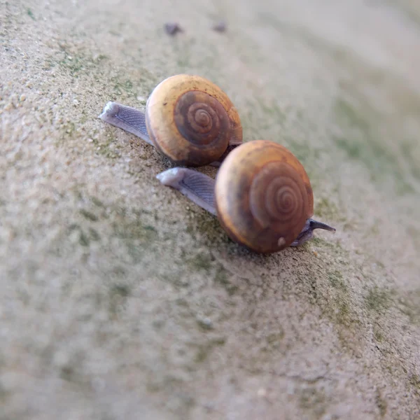 Pareja de caracoles en la vieja pared —  Fotos de Stock