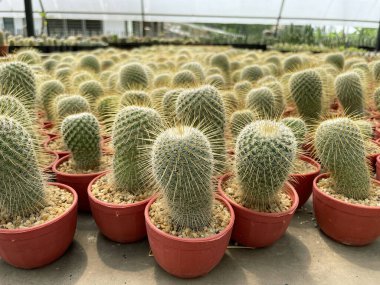 Tencerede taze kaktüs. Kaktüs bitkisi deseni