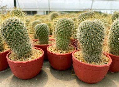 Tencerede taze kaktüs. Kaktüs bitkisi deseni