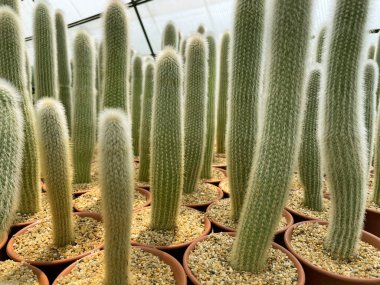 Tencerede taze kaktüs. Kaktüs bitkisi deseni