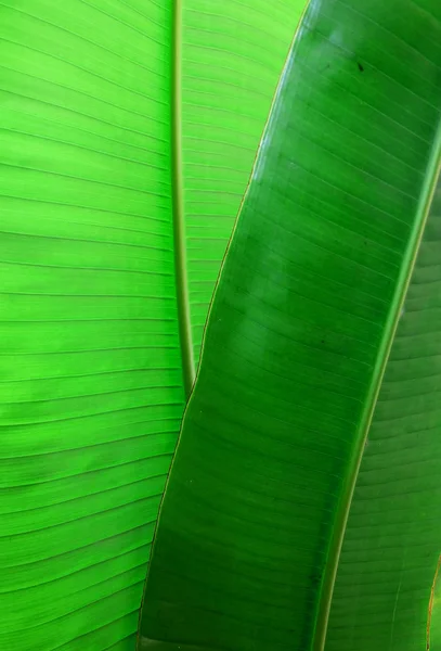 Banana leaf pink — Stock Photo, Image