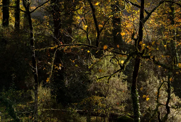 Une Matinée Humide Dans Forêt Sombre Contre Lumière Soleil Parc — Photo