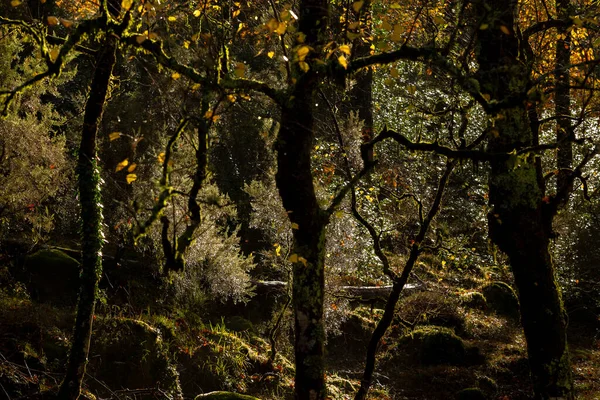 Une Matinée Humide Dans Forêt Sombre Contre Lumière Soleil Parc — Photo