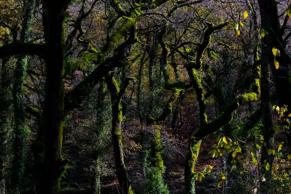 Forêt Sombre Contre Lumière Soleil Parc National Geres Portugal — Photo
