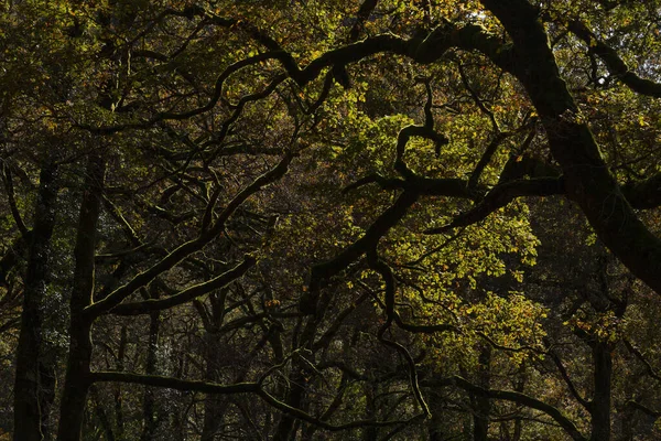 Forêt Sombre Contre Lumière Soleil Parc National Geres Portugal — Photo