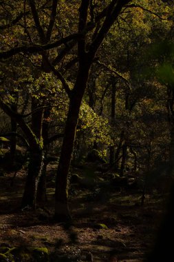 Güneş ışığına karşı karanlık orman, Geres Ulusal Parkı, Portekiz.