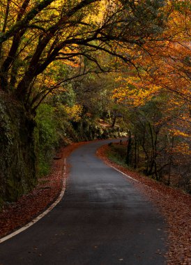 Sonbahar sezonunda ormana giden bir yol, Geres Ulusal Parkı, Portekiz.