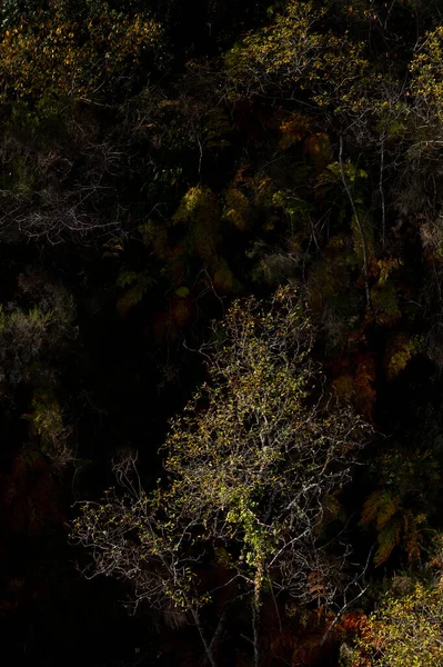 Őszi Fényben Fekete Háttérrel Geres Nemzeti Park Portugália — Stock Fotó